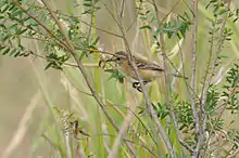 Polystictus pectoralis pectoralis