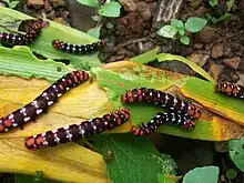 Xanthopastis timais (Cramer), feeding on amaryllis