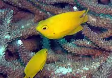 lemon damselfish