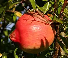 Pomegranate