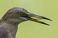 Pond Heron in Baranagar