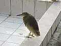 A pond heron at Bangladesh national zoo