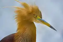 Image 34Pond herons are herons, typically 40–50 cm (16–20 in) long with an 80–100 cm (31–39 in) wingspan, which mostly breed in the tropical Old World. The photo shows a heron at Bangabandhu Sheikh Mujib Safari Park.Photo Credit: Abdul Momin