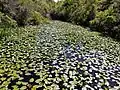 Pond covered in lily pads.