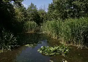 Camley Street Natural Park