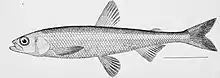 Illustration of a pond smelt