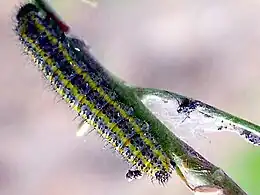 Caterpillar