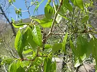 Old catkins and emerging spring leaves