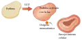 Light-activated porphyrin. Monatomic oxygen. Cellular aging