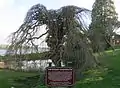 A Camperdown Elm located in Port Gamble, Washington. Planted 1875