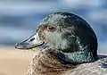 Male portrait