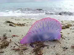 Portuguese man o' war, Miami Beach, Florida, March 2008