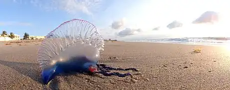 Portuguese man o' war, Palm Beach, Florida, May 2013