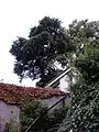 Lower Granton Road tree, Edinburgh, September