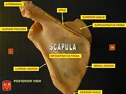 Left scapula seen from behind (spine labeled at center top).