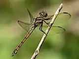 Female (note the prominent flaps on segment eight)