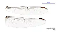 Male wings