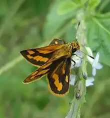 Potanthus niobe from Mindanao, Philippines