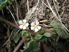 Plant with flowers