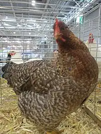 Hen