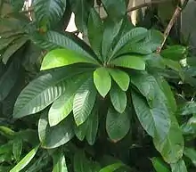 Leaves on tree