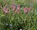 Geum triflorum in meadow habitat Yellowstone National Park. 11 June 2017