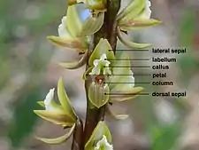 Non-resupinate flowers of Prasophyllum elatum