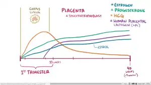 Estrogen, progesterone, and human chorionic gonadotropin (hCG) levels throughout pregnancy.