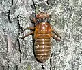 Brood XIII Magicicada nymph prior to final molt in suburban Chicago (May 24, 2007)