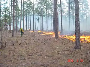 Prescribed burning on BLSF