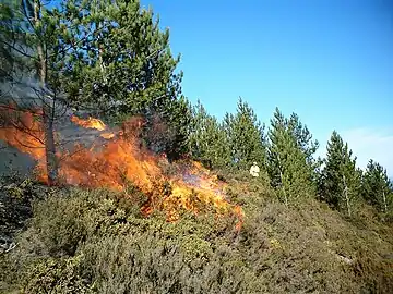 A small fire on the slope of a hill. The hill features small, green shrubbery and some trees. A person in light-colored clothing in seen in the background, some distance from the flames.