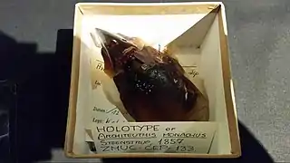 #13 (?/12/1853)Holotype of Architeuthis monachus at the Zoological Museum in Copenhagen, as it appeared in 2015. It consists of a dried beak, the sole part of the animal that was preserved.