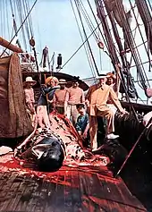 Prince Albert I of Monaco aboard Princess Alice with a butchered whale.