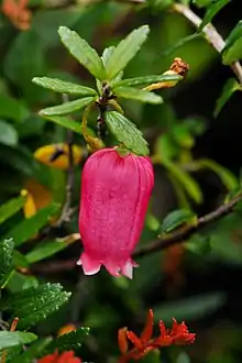 Prionotes cerinthoides (Prionoteae)