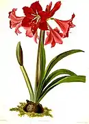 Hippeastrum ×johnsonii by Priscilla Susan Bury