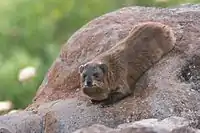 Rock hyrax, Katzrin, Golan Heights