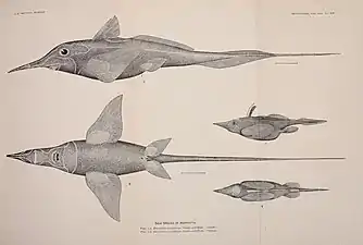 Illustration from paper giving the original description