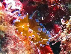 A. cristata in the Ligurian Sea (Levanto)