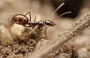 P. striaticeps from Greece