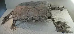 Proganochelys quenstedti (Late Triassic), a turtle