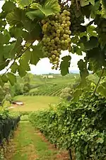 Prosecco San Vito