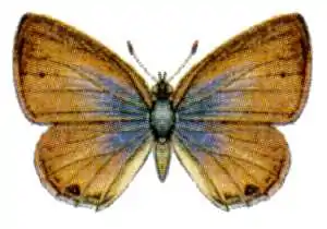 Dorsal view