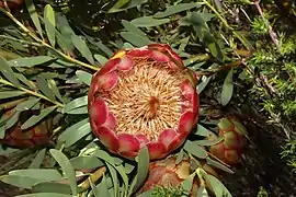 Protea namaquana flower