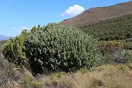 Protea pendula bush