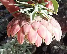 Protea sulphurea flower head