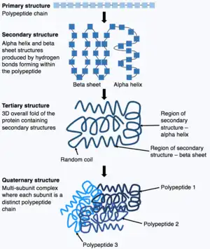 three individual polypeptide chains at different levels of folding and a cluster of chains