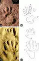 cf. Protochirotherium from the Val Gardena Sandstone of Italy (top) and the holotype of P. wolfhagenense from the Detfurth Formation, Germany (bottom)