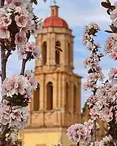 Prunus cerasifera flowers being polinated