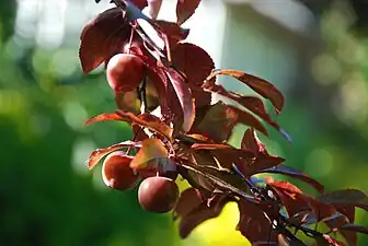 Cherry plum (Prunus cerasifera var. pissardii)