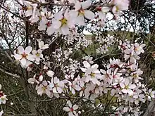 Amendoeira da variedade amara carregada de flores.